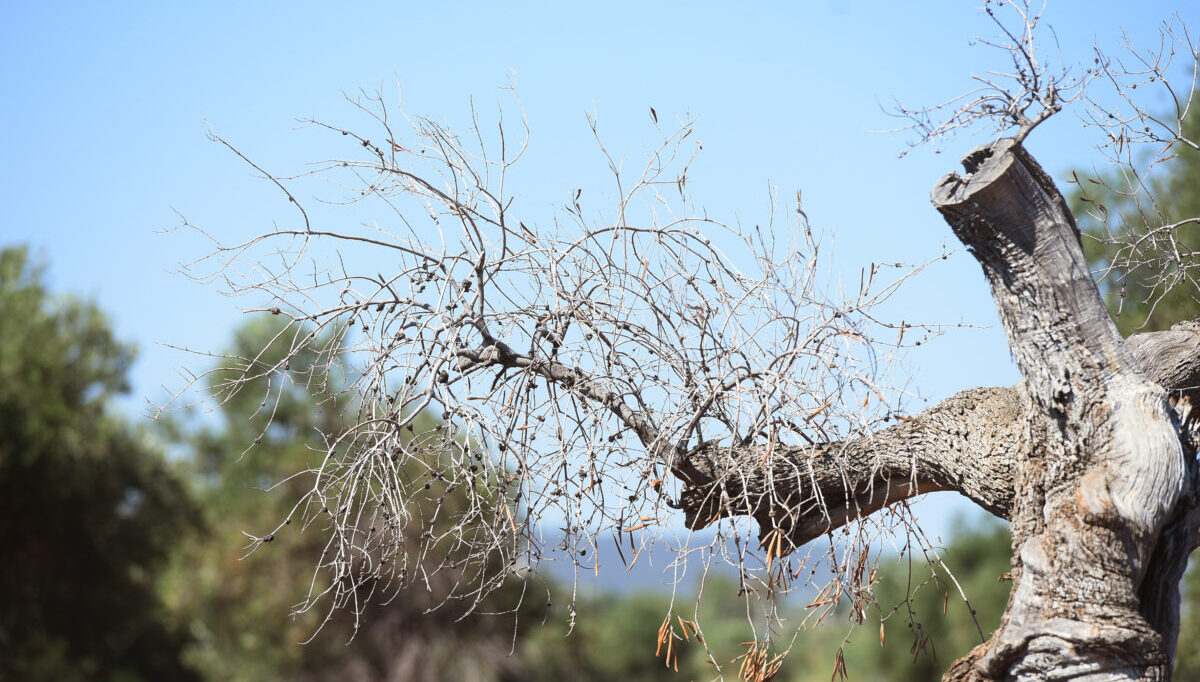 Caldo e siccità colpiscono l’agricoltura, l’allarme della Bce: “Crescita giù fino a 7,6 punti” Caldo e siccità colpiscono l’agricoltura, l’allarme della Bce: “Crescita giù fino a 7,6 punti”