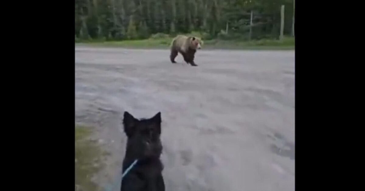 Faccia a faccia con un orso grizzly, il video choc di un escursionista