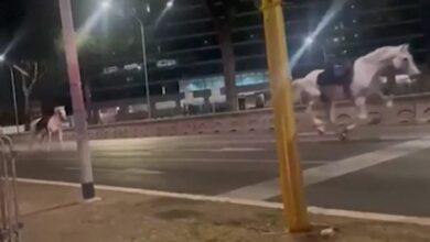 Cavalli in fuga alle prove della Festa della Repubblica: quattro vigili della Polizia Locale sospesi. Ecco perché