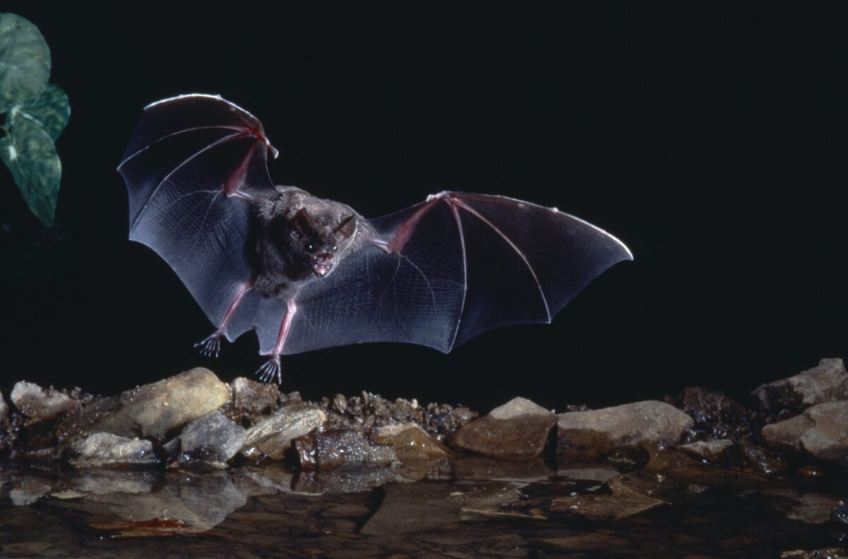 Choc in Canada, bambino si sveglia con un pipistrello in faccia: dopo poche settimane muore