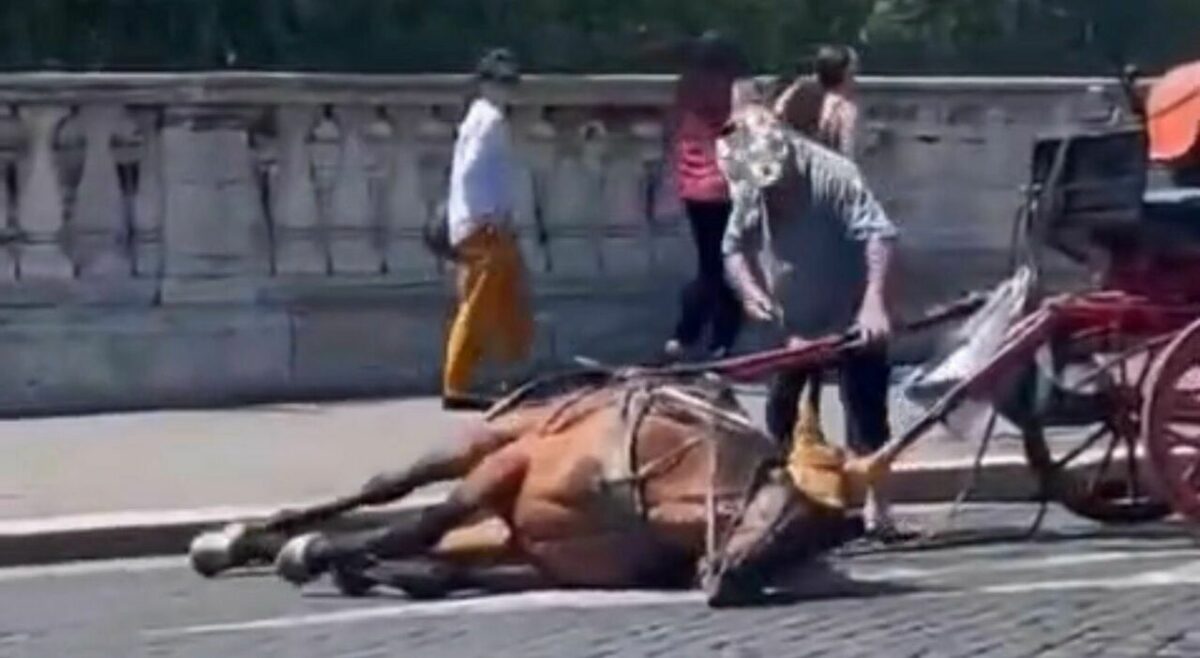 Botticelle d’altri tempi e polemiche moderne. Sull’ennesimo cavallo che crolla durissima la LAV: “Roma chiuda definitivamente questa pagina” Botticelle d’altri tempi e polemiche moderne. Sull’ennesimo cavallo che crolla durissima la LAV: “Roma chiuda definitivamente questa pagina”