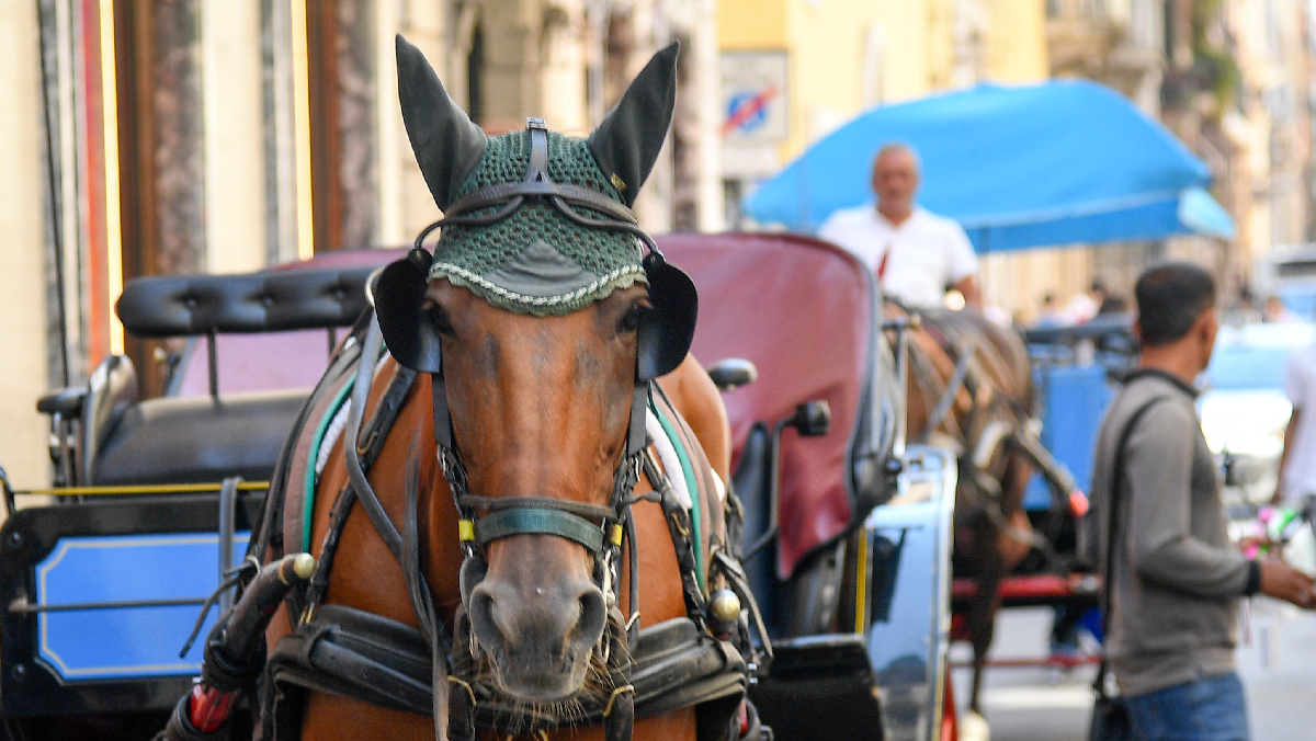 Botticelle, il piano di Gualtieri: stop ai cavalli da traino a Roma Botticelle, il piano di Gualtieri: stop ai cavalli da traino a Roma