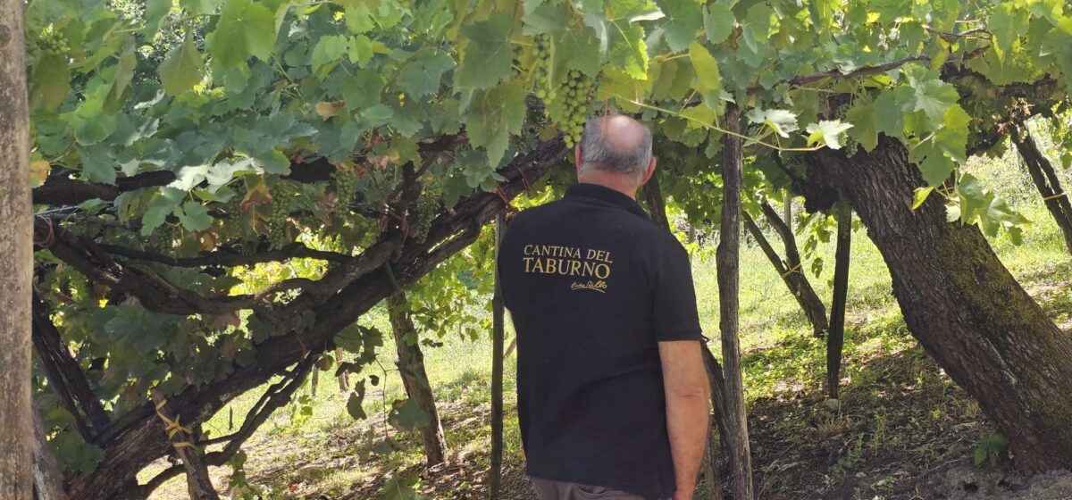Cantina del Taburno di Enzo Rillo. Tradizione, Innovazione e amore per il territorio Cantina del Taburno di Enzo Rillo. Tradizione, Innovazione e amore per il territorio