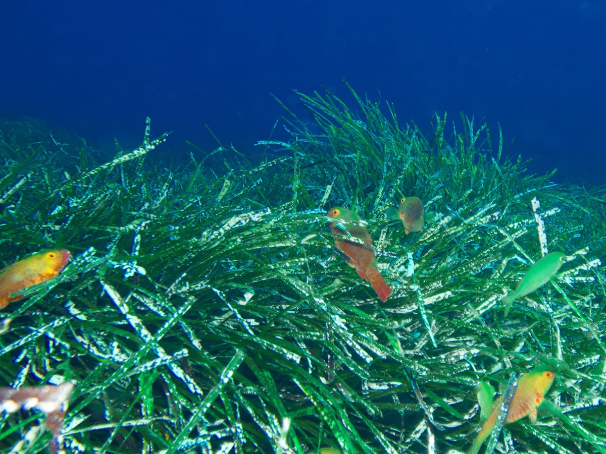 Santuario Pelagos protetto: Hyundai porta il kit FoamFlex a Livorno