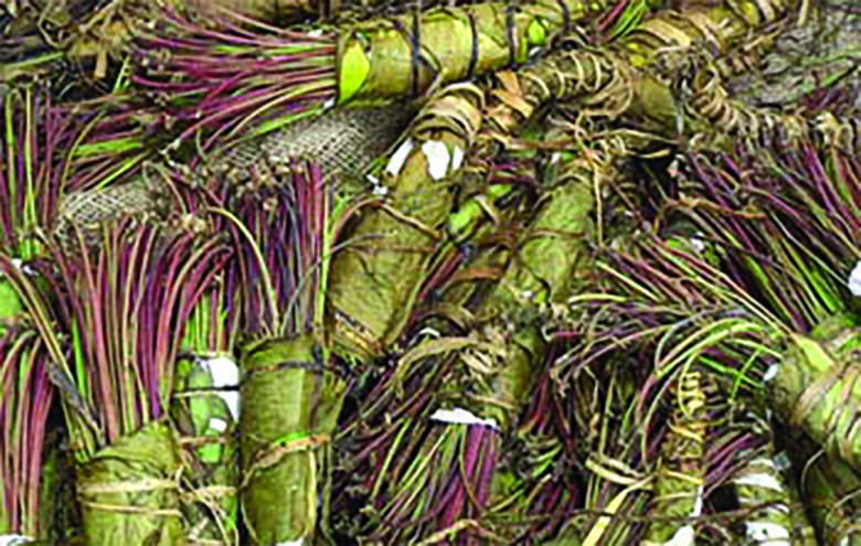 Droga in stiva: a Fiumicino intercettati 216 chili di khat, passeggero nei guai