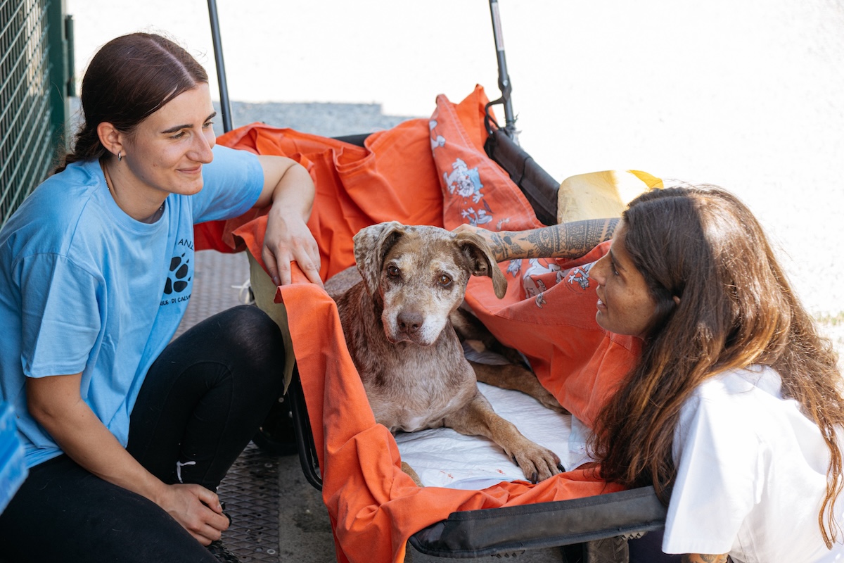 MINI con POLDORESCUE contro l’abbandono dei cani