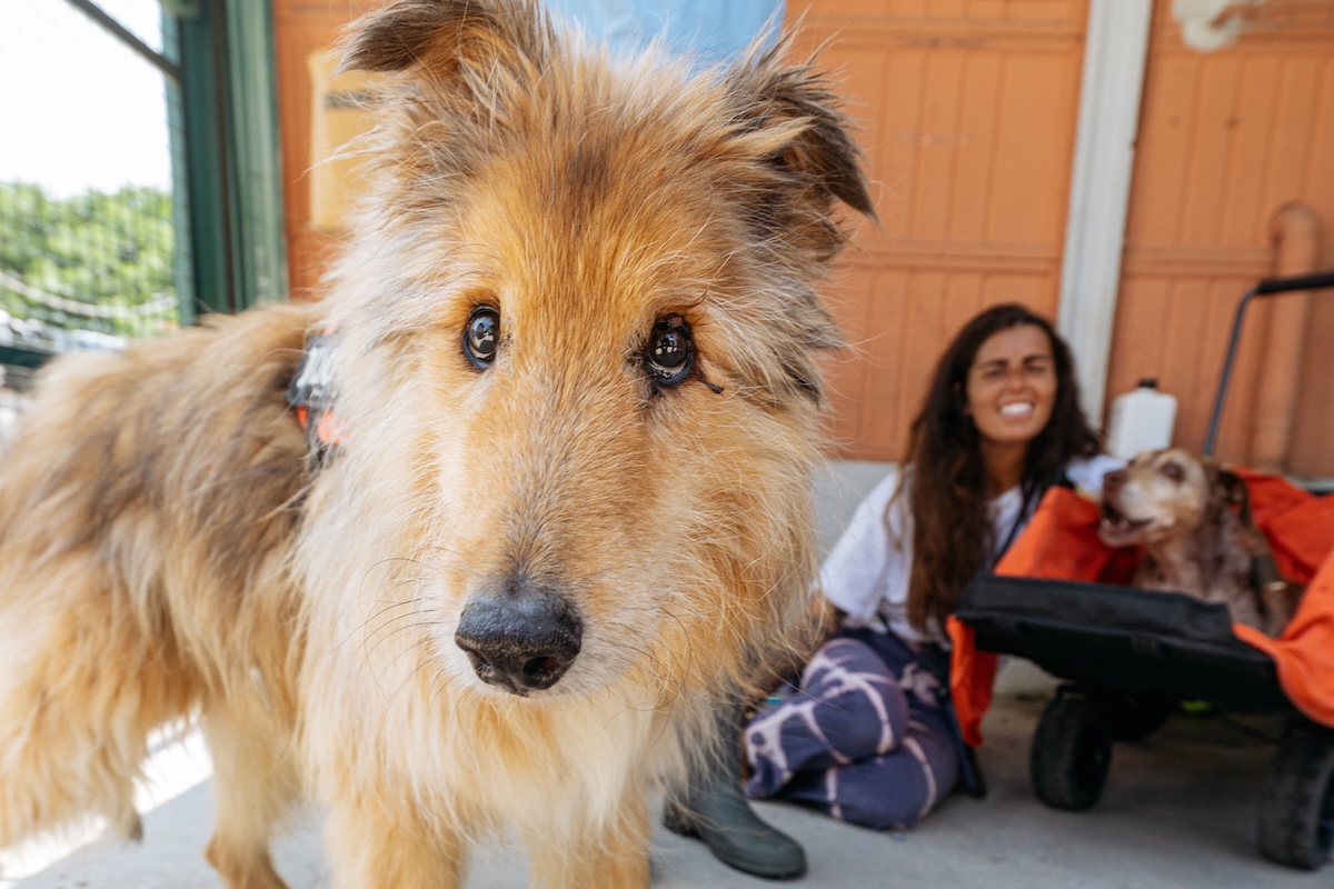 MINI con POLDORESCUE contro l’abbandono dei cani
