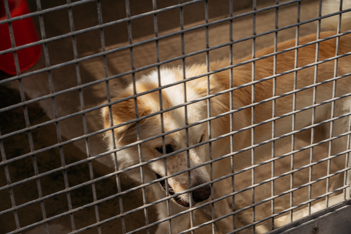MINI con POLDORESCUE contro l’abbandono dei cani