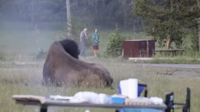 Yellowstone, un bisonte carica un turista e lo scaraventa in aria