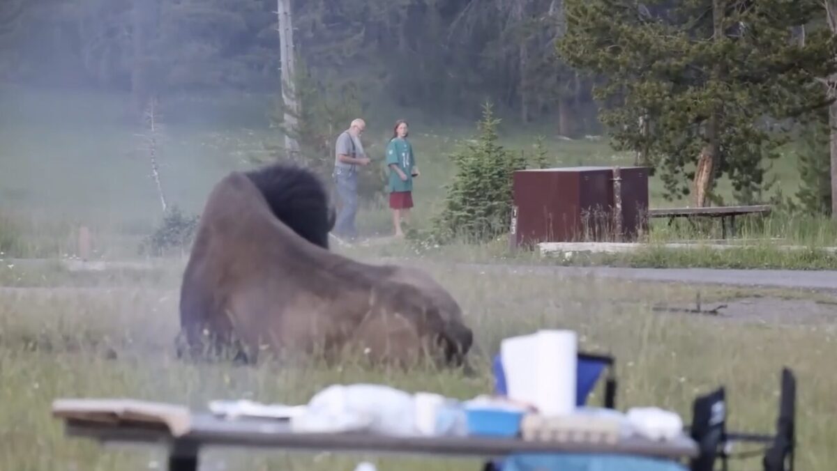 Yellowstone, un bisonte carica un turista e lo scaraventa in aria: il video choc Yellowstone, un bisonte carica un turista e lo scaraventa in aria: il video choc