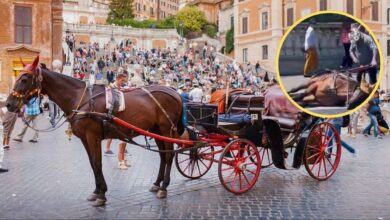 Botticelle d’altri tempi e polemiche moderne.  Sull’ennesimo cavallo che crolla durissima la LAV: “Roma chiuda definitivamente questa pagina”