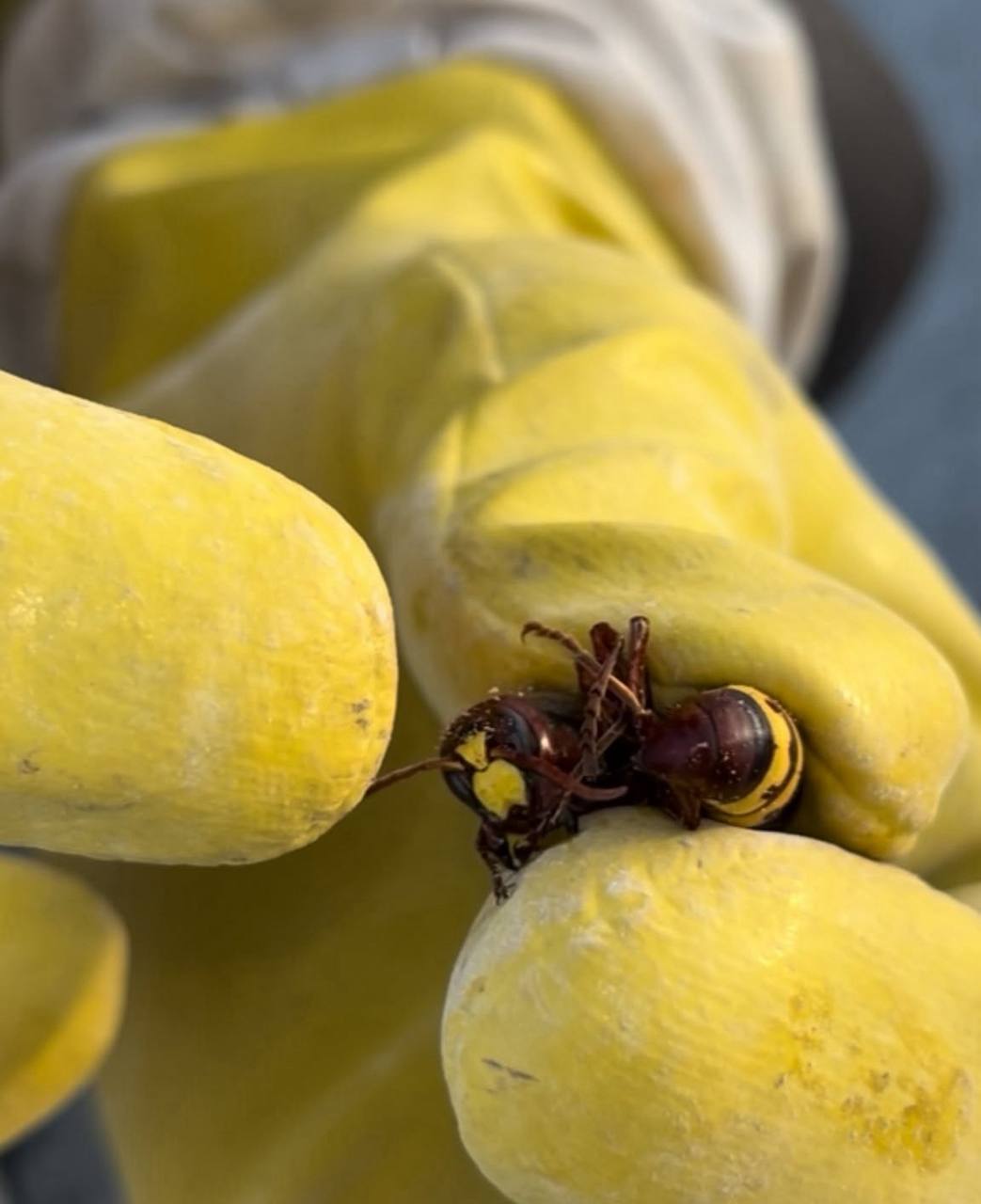 Vespa orientalis, Andrea Lunerti racconta la scoperta che ha cambiato la mappa degli insetti in Italia – INTERVISTA e VIDEO Vespa orientalis, Andrea Lunerti racconta la scoperta che ha cambiato la mappa degli insetti in Italia – INTERVISTA e VIDEO