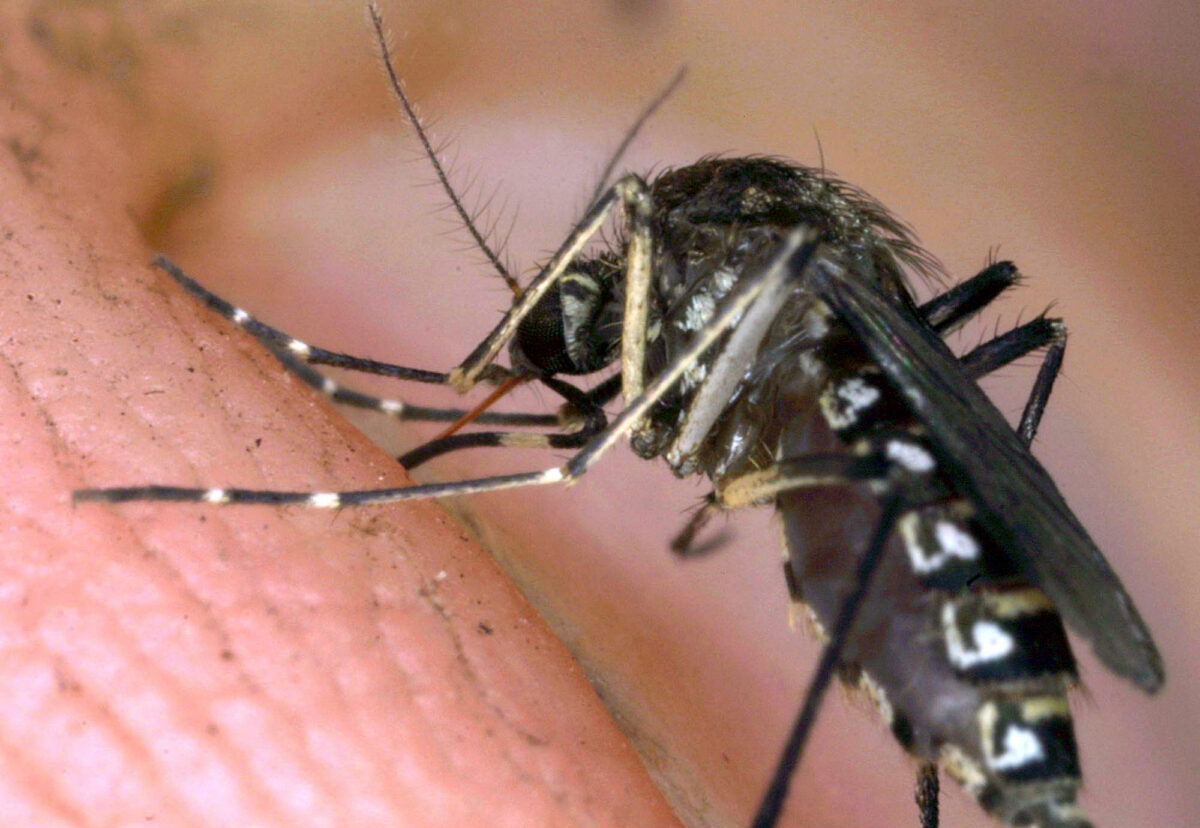 West Nile, il virus torna a circolare. Primo caso nel Lazio, ma niente panico: non è una nuova epidemia West Nile, il virus torna a circolare. Primo caso nel Lazio, ma niente panico: non è una nuova epidemia