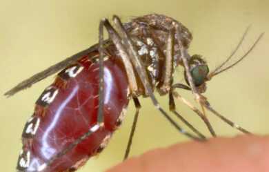 West Nile