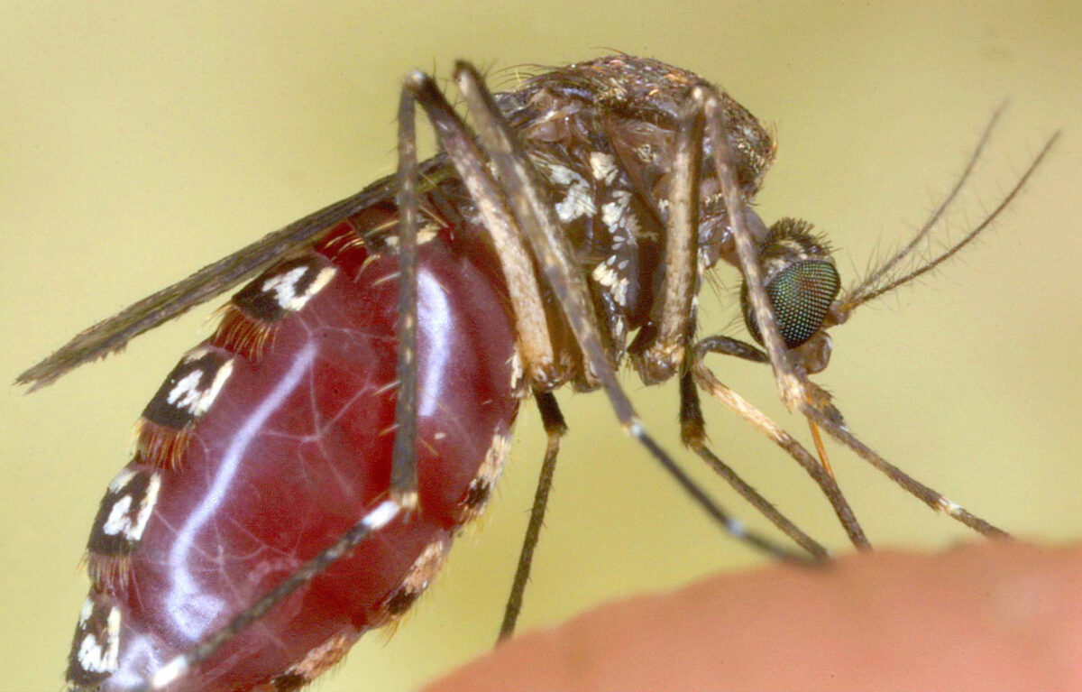West Nile, il virus torna a circolare. Primo caso nel Lazio, ma niente panico: non è una nuova epidemia West Nile, il virus torna a circolare. Primo caso nel Lazio, ma niente panico: non è una nuova epidemia