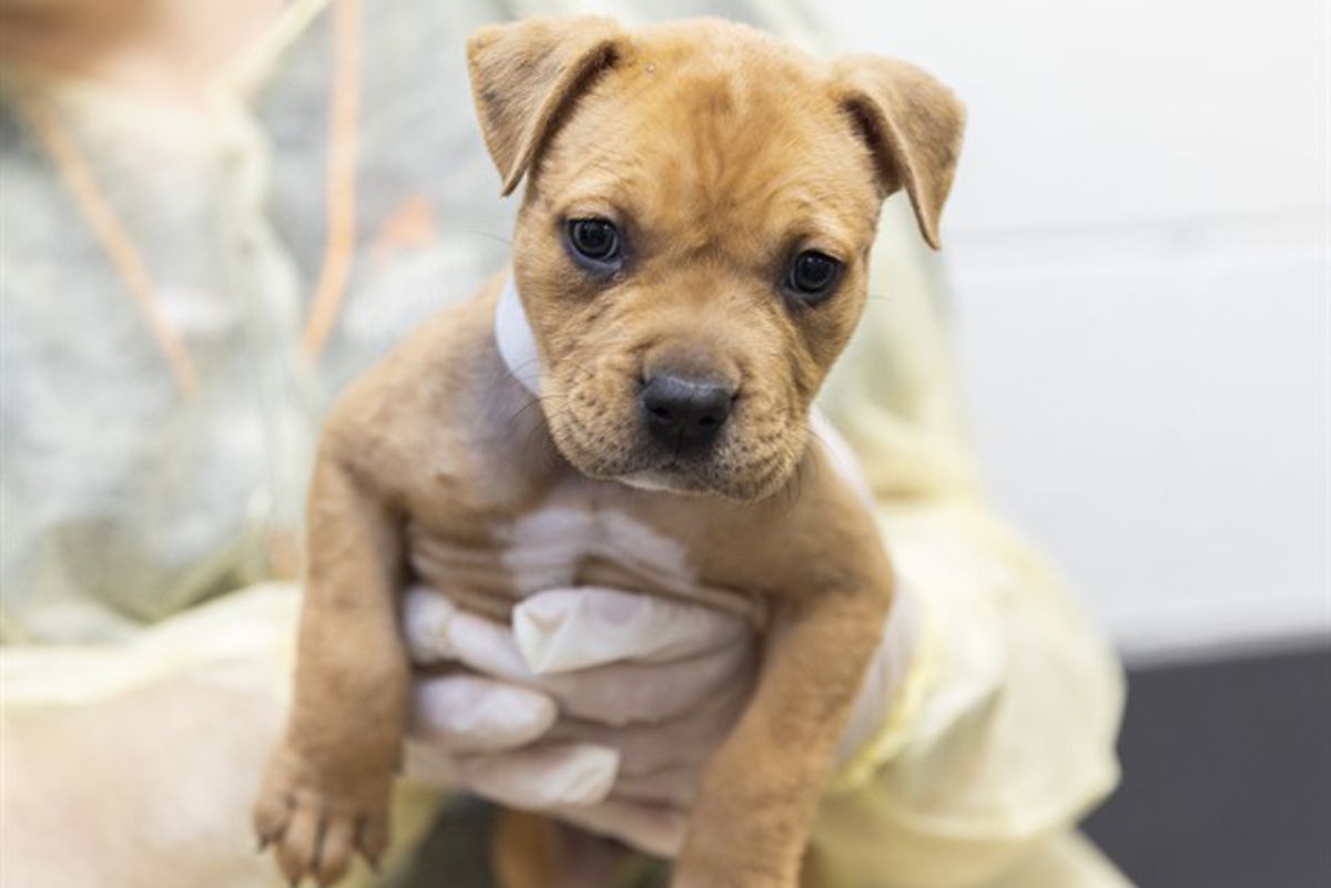 Pitbull abbandonata al Trullo, il quartiere si mobilita. Denunciate due persone