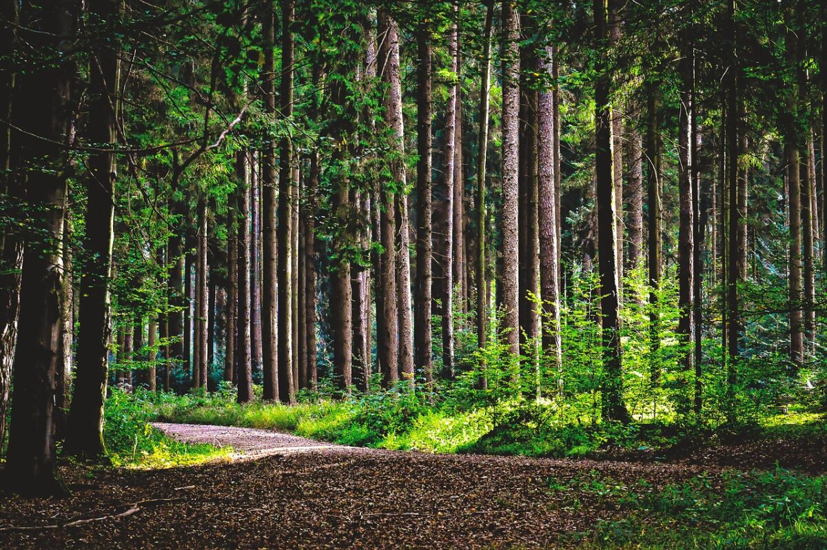 Il futuro del legno italiano? Il bosco e la capacità di fare sistema Il futuro del legno italiano? Il bosco e la capacità di fare sistema