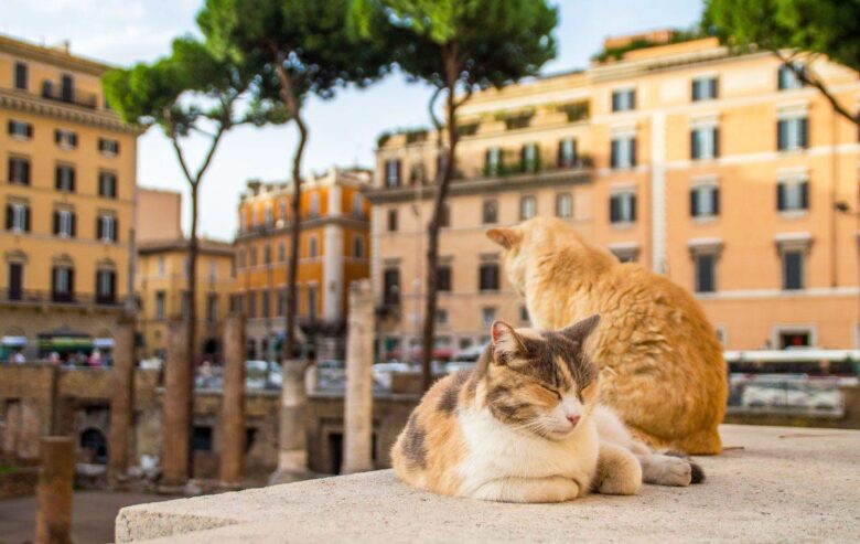 Tra le rovine del delitto di Cesare oggi regnano i gatti di Torre Argentina
