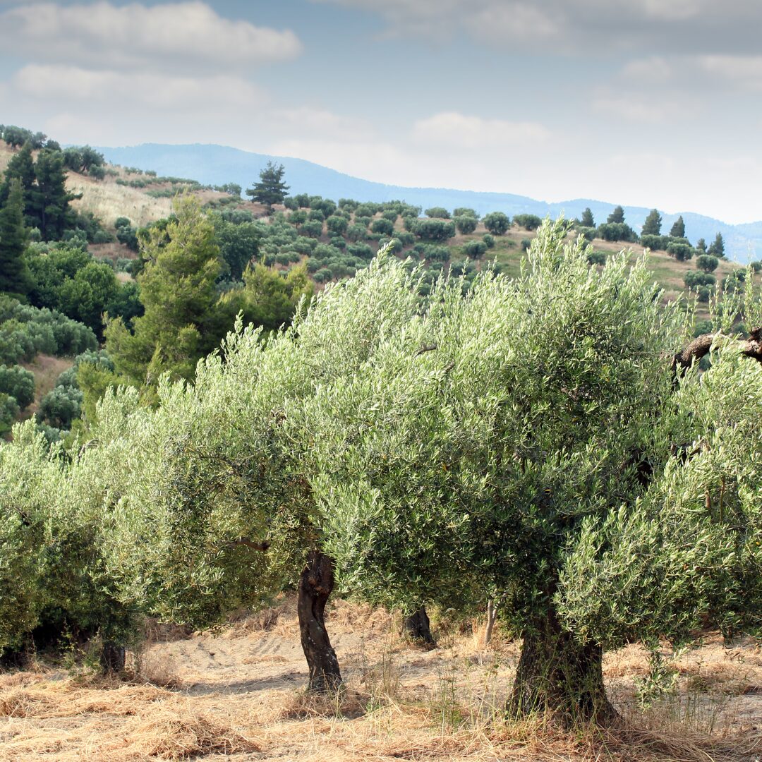 Carbon farming mediterraneo, un mercato da costruire, un’infrastruttura che esiste già Carbon farming mediterraneo, un mercato da costruire, un’infrastruttura che esiste già