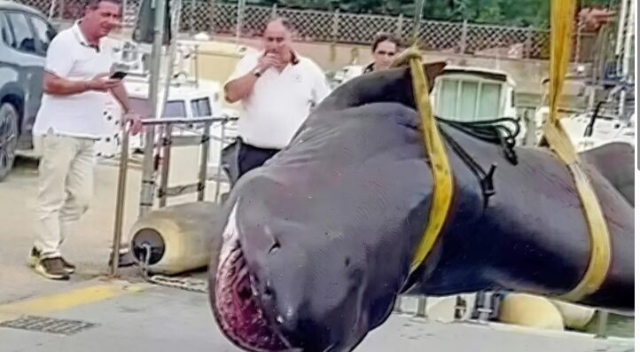 Paura a Follonica, i bagnati trovano uno squalo di 4 metri sulla spiaggia: panico tra la folla