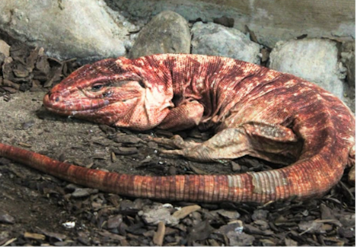 Tegu rosso, cos’è il grande rettile che ha seminato il panico nel parco a Nonantola Tegu rosso, cos’è il grande rettile che ha seminato il panico nel parco a Nonantola