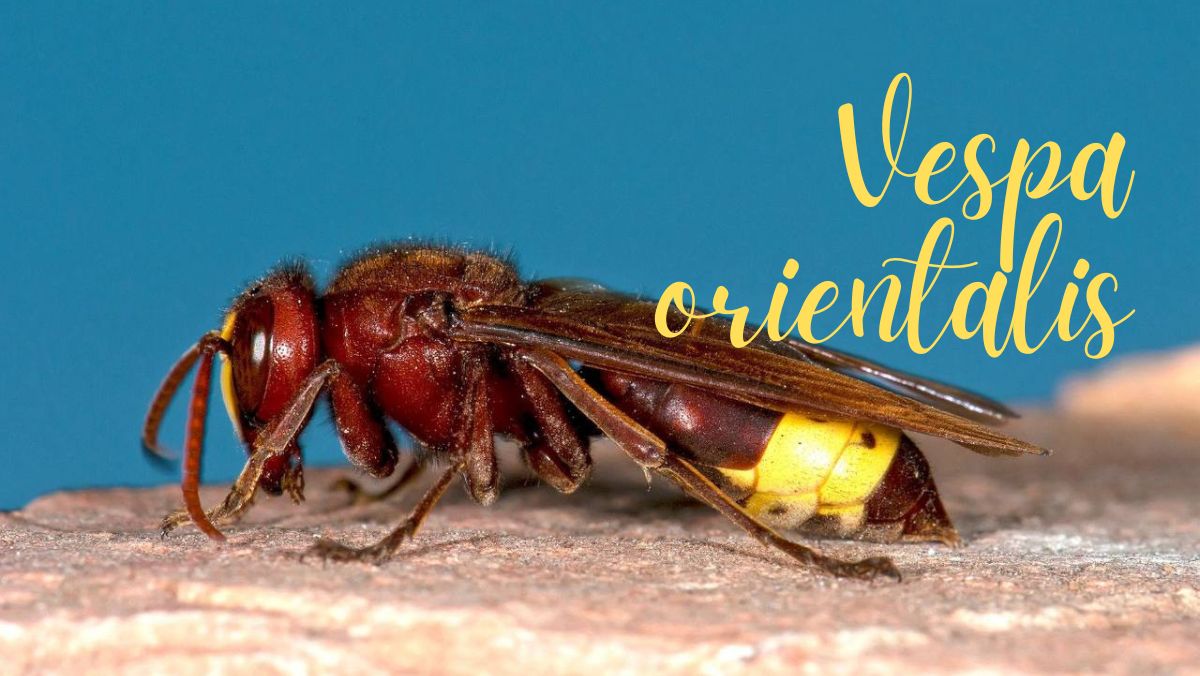Vespa orientalis, Andrea Lunerti racconta la scoperta che ha cambiato la mappa degli insetti in Italia – INTERVISTA e VIDEO Vespa orientalis, Andrea Lunerti racconta la scoperta che ha cambiato la mappa degli insetti in Italia – INTERVISTA e VIDEO