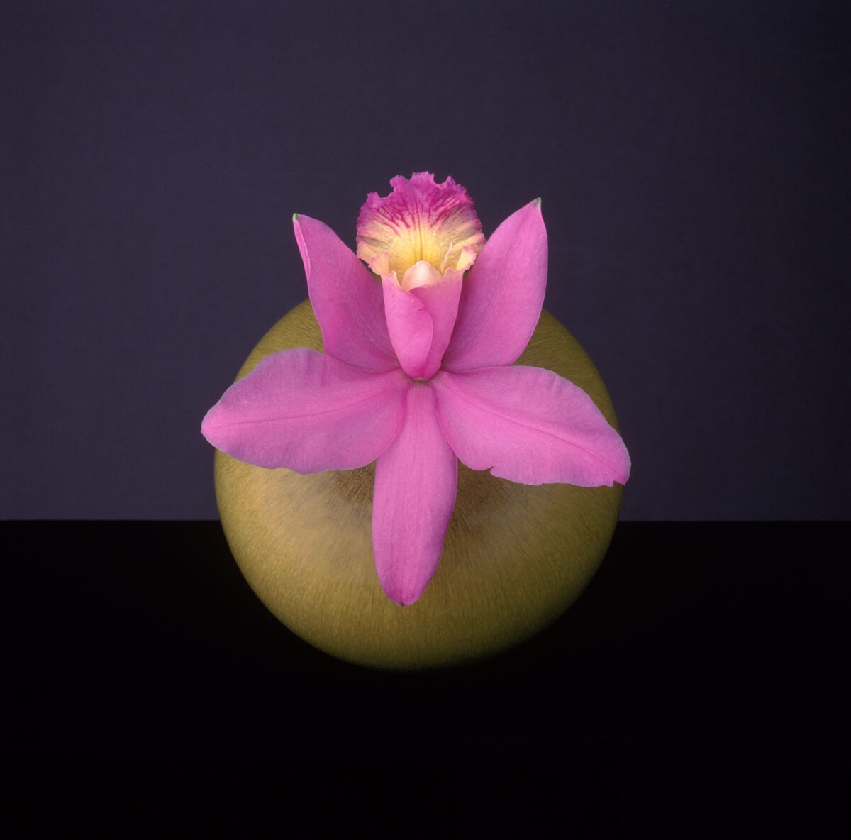 Il corpo come un tempio, la pura forma di Robert Mapplethorpe Il corpo come un tempio, la pura forma di Robert Mapplethorpe