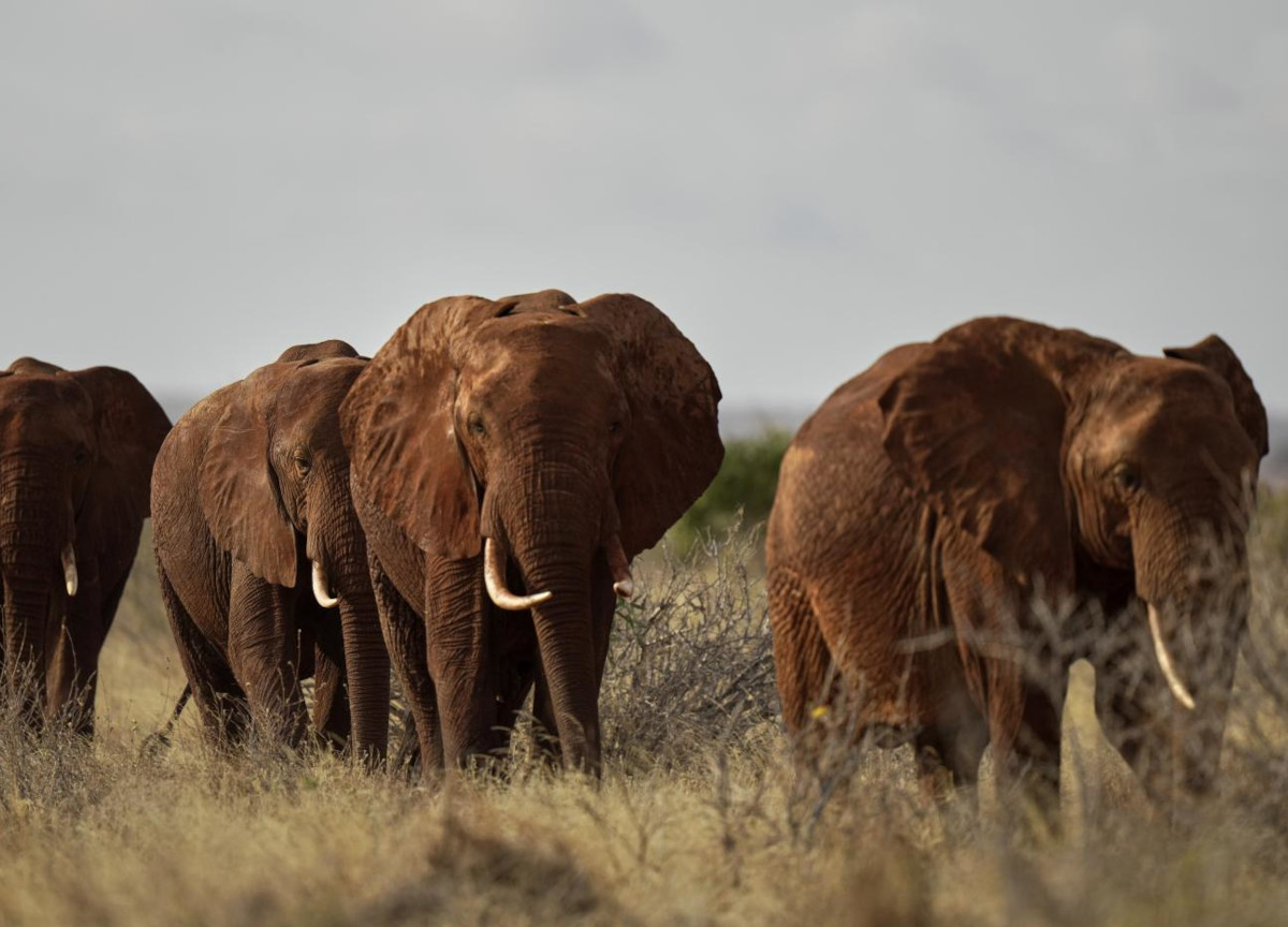 Africa, la strage di elefanti ai piedi del Kilimangiaro. La misteriosa malattia e i sintomi allarmanti Africa, la strage di elefanti ai piedi del Kilimangiaro. La misteriosa malattia e i sintomi allarmanti