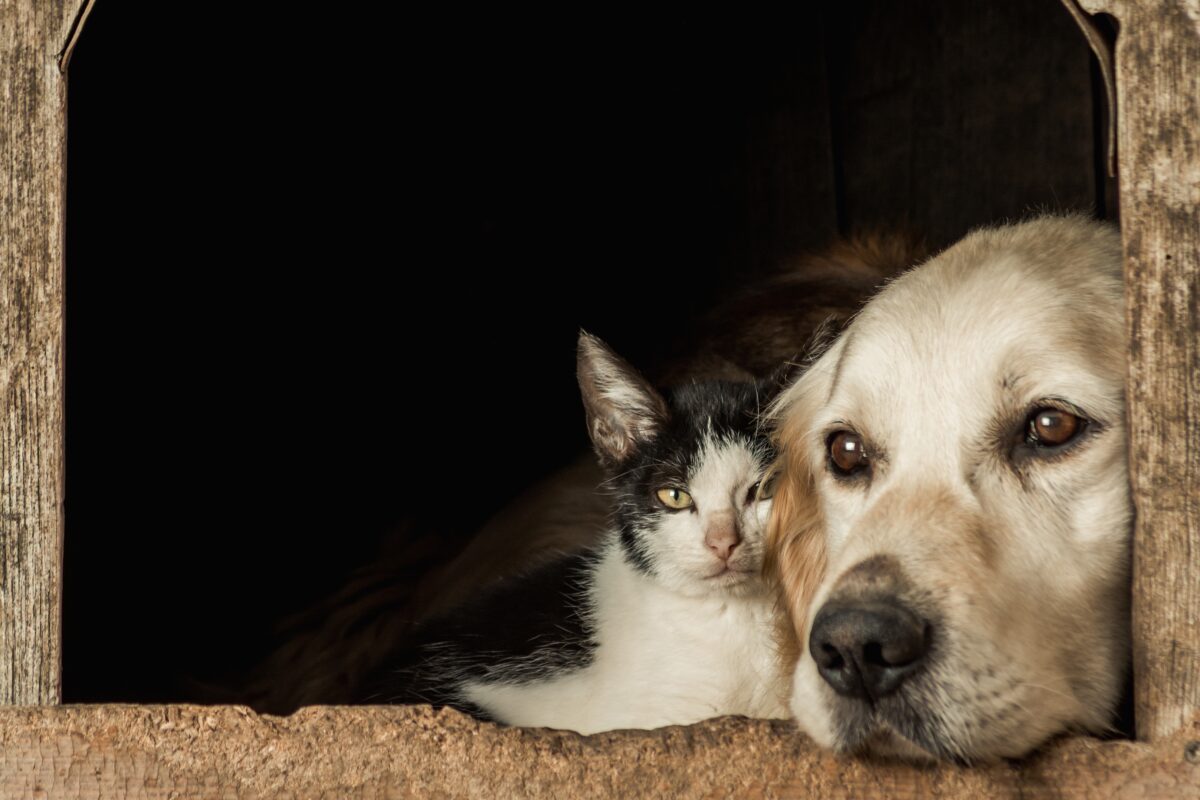 Animali in cerca di casa, Roma punta sulle adozioni: voucher per chi apre le porte ad un amico a quattro zampe Animali in cerca di casa, Roma punta sulle adozioni: voucher per chi apre le porte ad un amico a quattro zampe