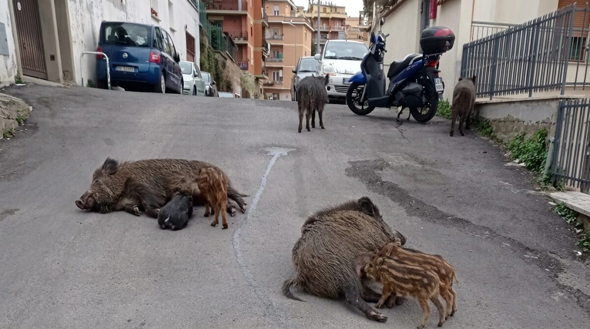 Roma, capitale dei cinghiali: tra “gite” in strada e soste alle fermate del bus, a Riano scattano i controlli per peste suina Roma, capitale dei cinghiali: tra “gite” in strada e soste alle fermate del bus, a Riano scattano i controlli per peste suina