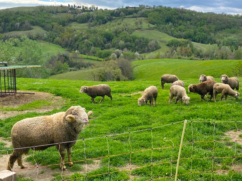 Dai Sibillini al Texas: la fattoria che fila anche il pelo dei cani Dai Sibillini al Texas: la fattoria che fila anche il pelo dei cani