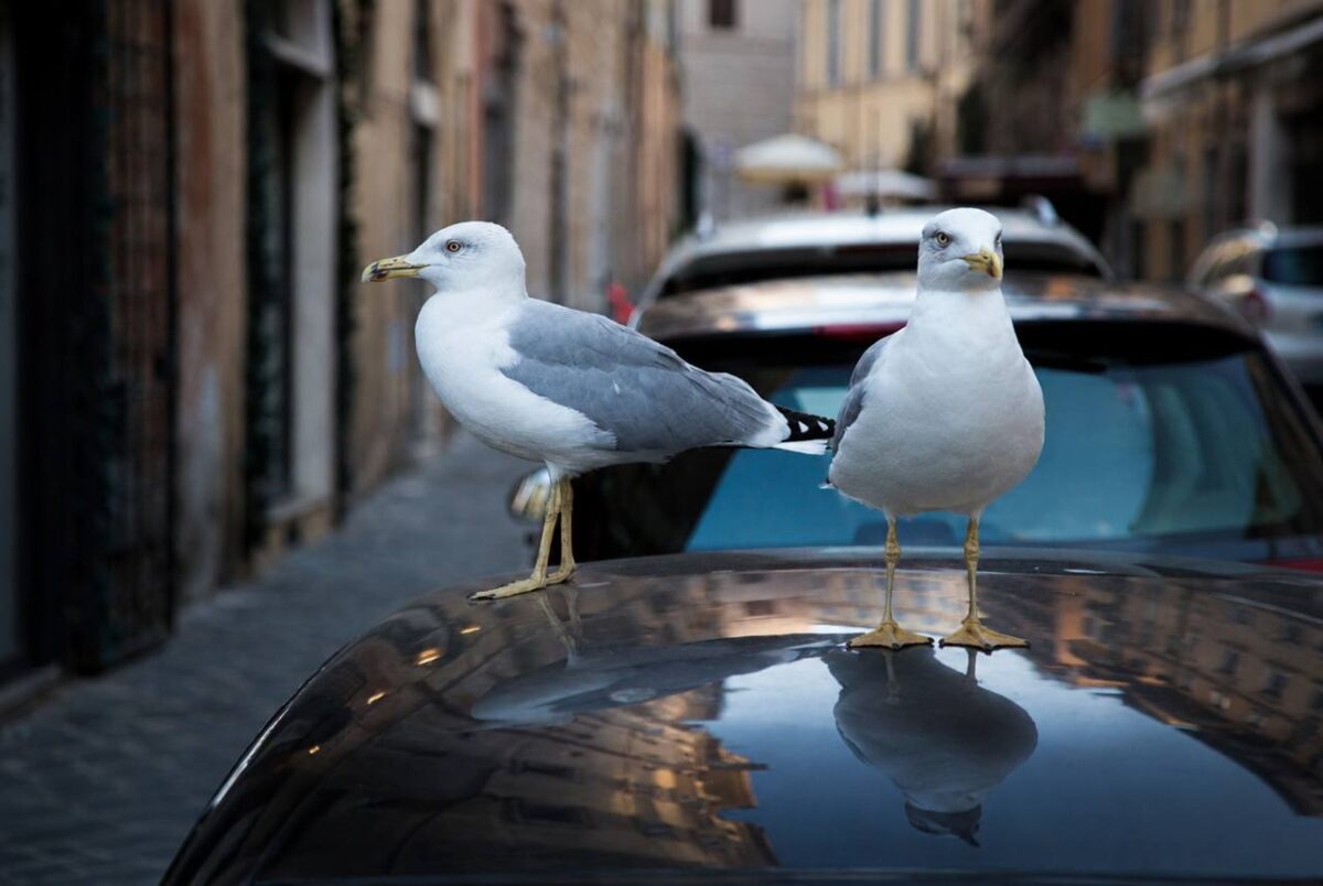 Federico Coccia e gli “animali alieni”, la nuova fauna delle nostre città