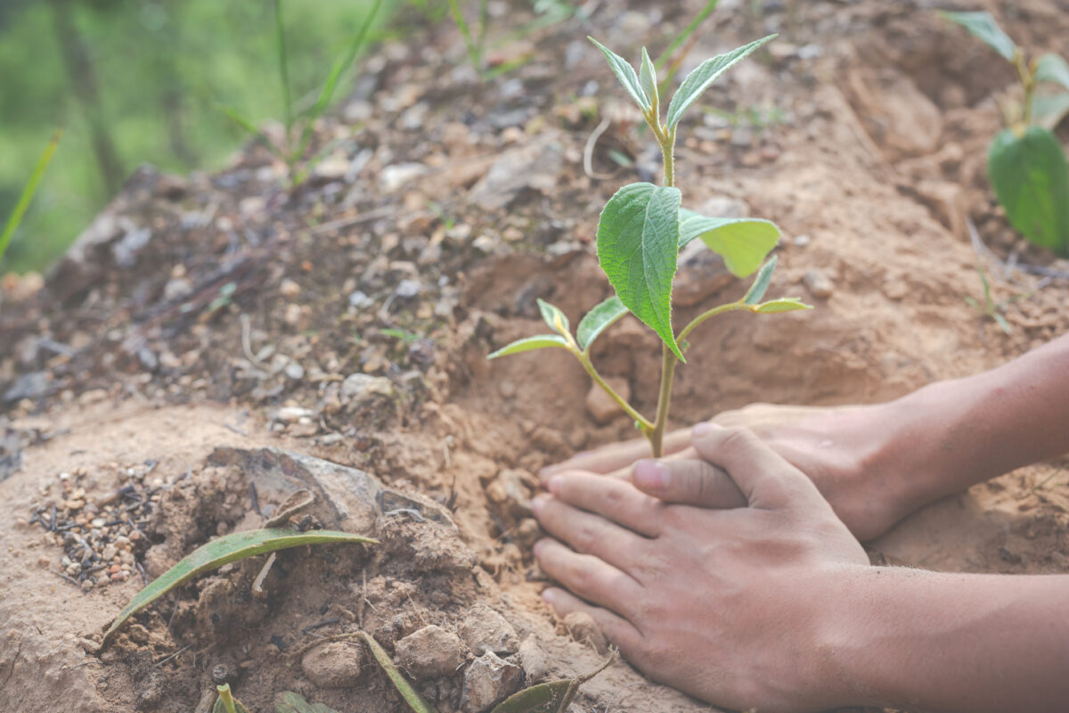 Più verde contro il caldo: nell’area metropolitana di Roma 825mila nuovi alberi per la grande forestazione Più verde contro il caldo: nell’area metropolitana di Roma 825mila nuovi alberi per la grande forestazione
