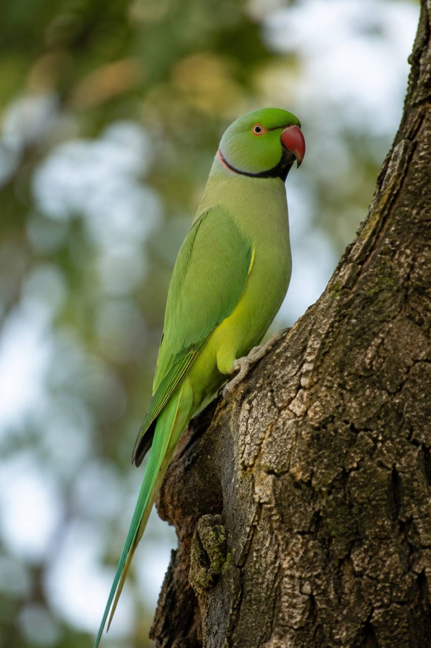 Federico Coccia e gli “animali alieni”, la nuova fauna delle nostre città