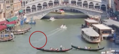 Delfino nuota a Venezia