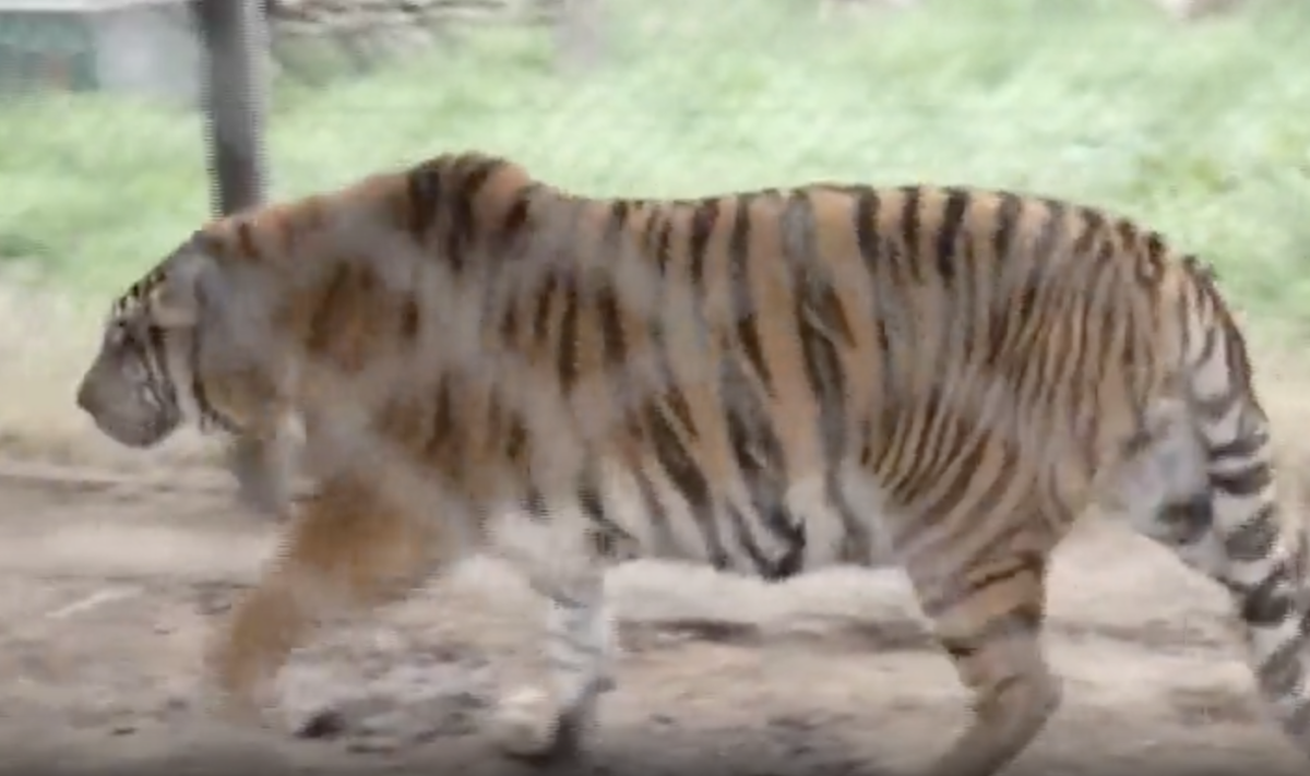 Argentina, 30 leoni e tigri lasciano l’ex zoo di Luján: il maxi trasferimento verso i santuari – VIDEO Argentina, 30 leoni e tigri lasciano l’ex zoo di Luján: il maxi trasferimento verso i santuari – VIDEO