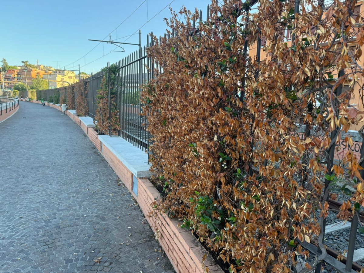 Muore di sete la Passeggiata del Gelsomino: piante secche a due passi da San Pietro