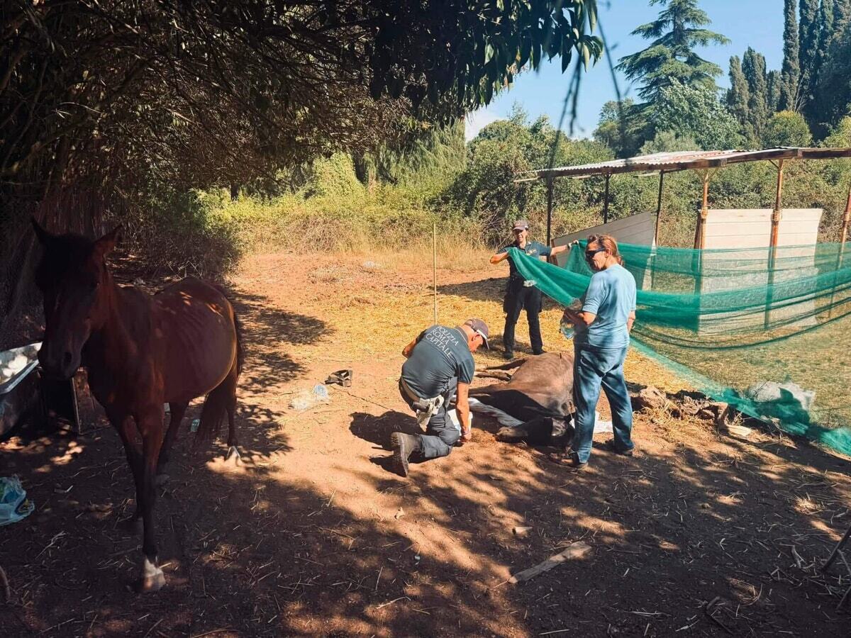 Marcigliana, cavalli lasciati a morire sotto il sole salvati in extremis Marcigliana, cavalli lasciati a morire sotto il sole salvati in extremis