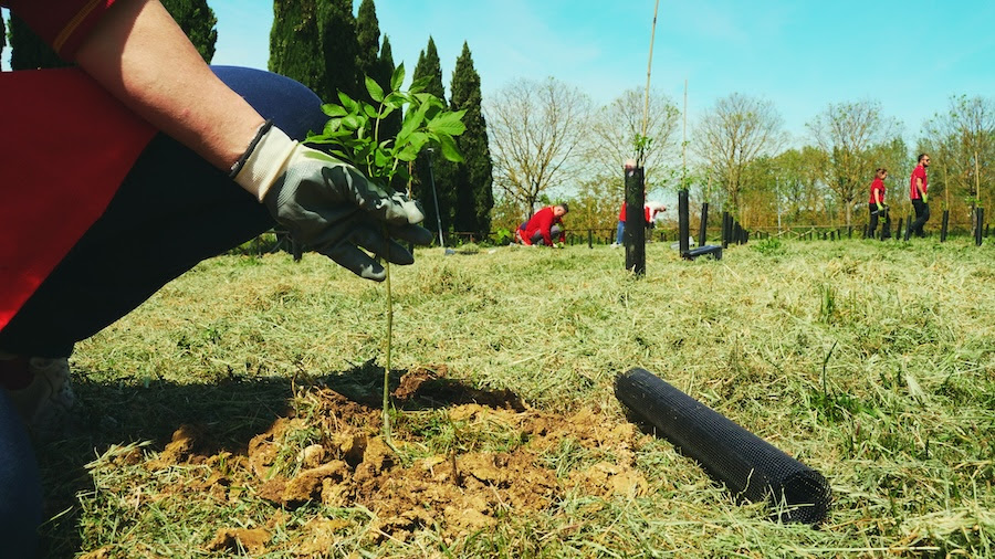 Più verde contro il caldo: nell’area metropolitana di Roma 825mila nuovi alberi per la grande forestazione Più verde contro il caldo: nell’area metropolitana di Roma 825mila nuovi alberi per la grande forestazione