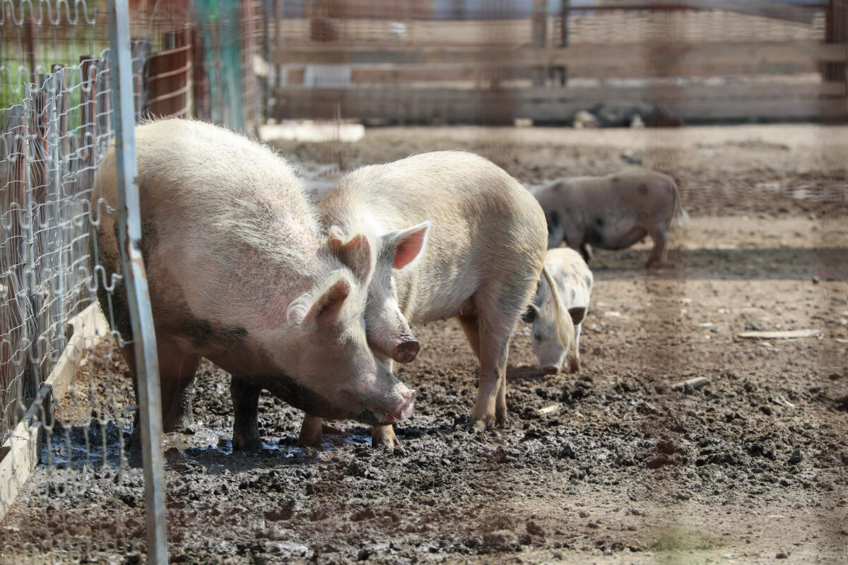 Lazio, ordinanza contro la peste suina: l’unica nota positiva è lo stop alla caccia al cinghiale