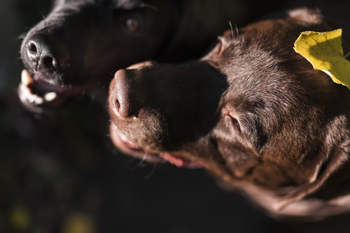 Roma riscrive le regole per gli animali: dopo vent’anni la tutela prova finalmente a cambiare passo