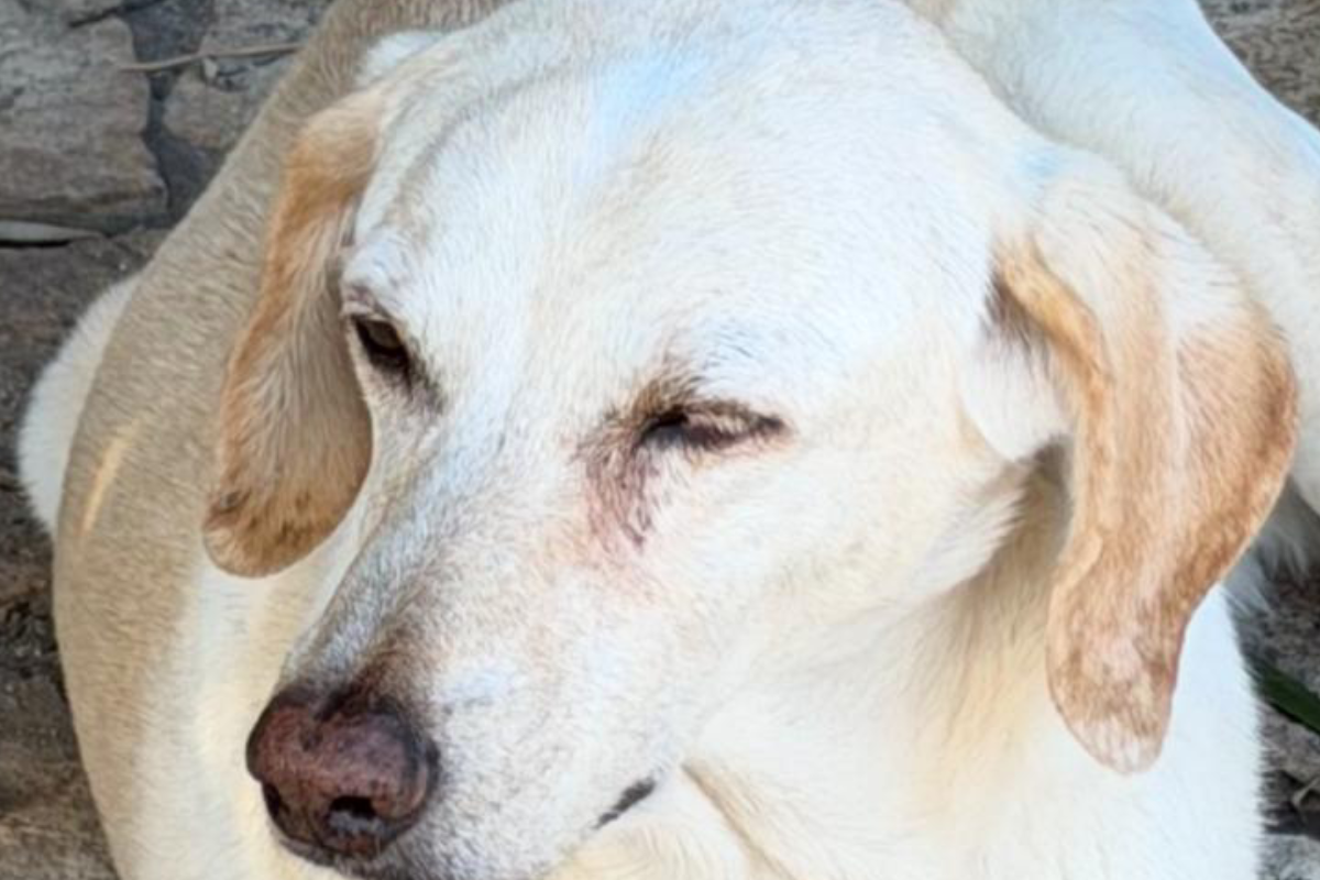 Giornata mondiale del cane, oltre le celebrazioni: il benessere animale come responsabilità sociale Giornata mondiale del cane, oltre le celebrazioni: il benessere animale come responsabilità sociale