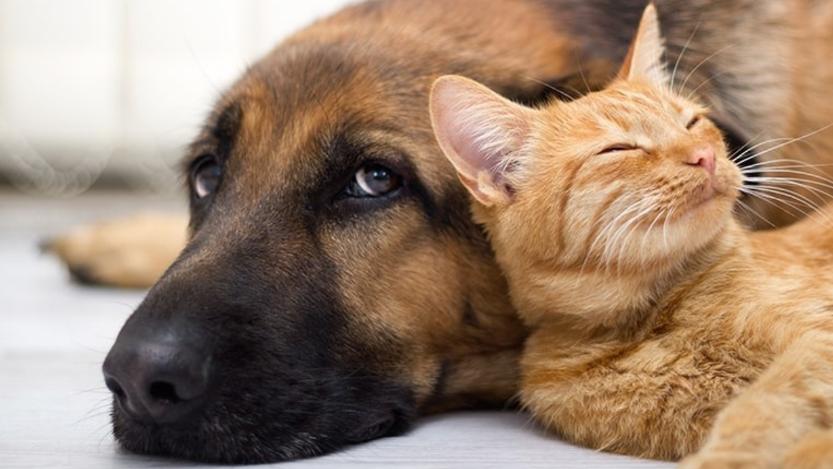 Per cani e gatti arriva l’ospedale veterinario pubblico. Ma per i macchinari si passa il cappello Per cani e gatti arriva l’ospedale veterinario pubblico. Ma per i macchinari si passa il cappello