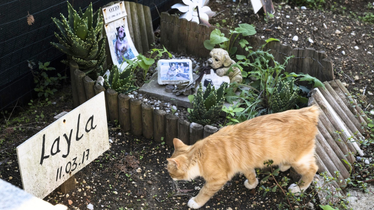 Il cimitero degli animali che custodisce oltre un secolo di storie d’amore. E a Venezia le ceneri potranno riposare accanto ai padroni Il cimitero degli animali che custodisce oltre un secolo di storie d’amore. E a Venezia le ceneri potranno riposare accanto ai padroni