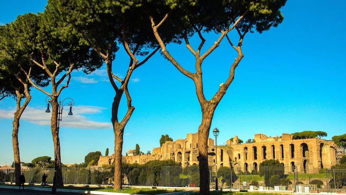 Roma, la foresta dei miracoli: quasi un milione di alberi. Ma quanti sopravvivono? Roma, la foresta dei miracoli: quasi un milione di alberi. Ma quanti sopravvivono?