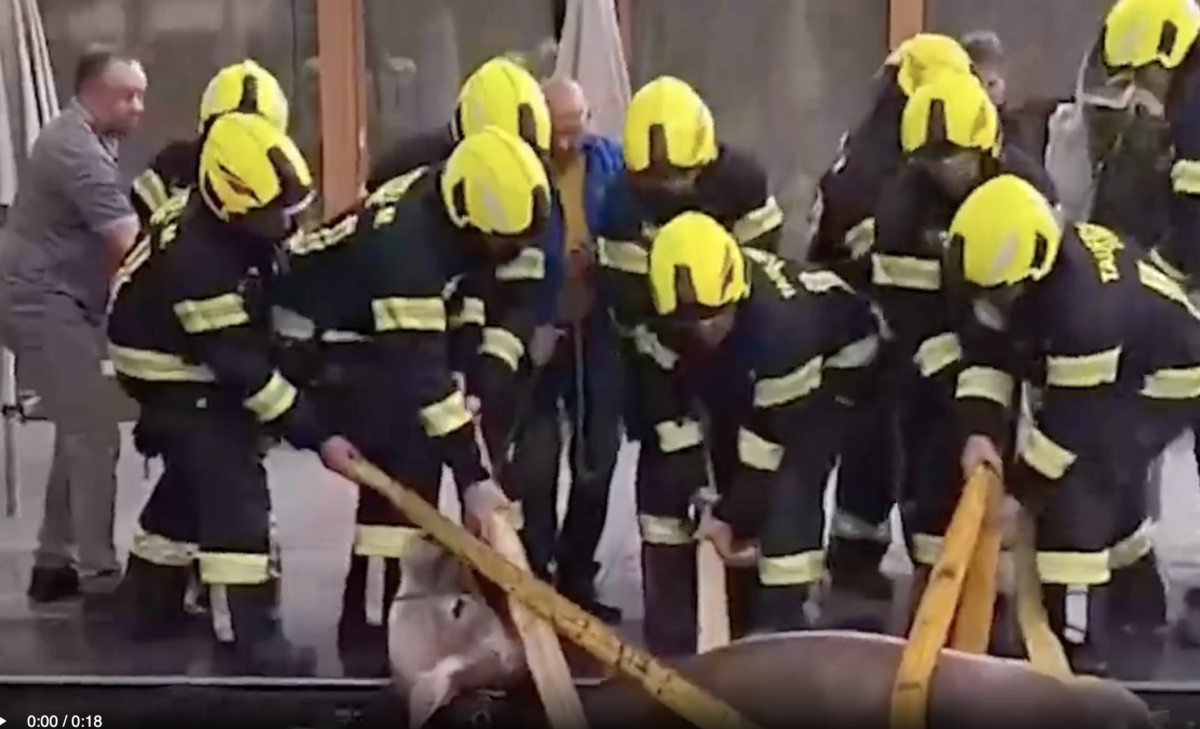 Alto Adige, mucca sfonda la copertura della piscina di un hotel e finisce in acqua: i pompieri la salvano – VIDEO Alto Adige, mucca sfonda la copertura della piscina di un hotel e finisce in acqua: i pompieri la salvano – VIDEO