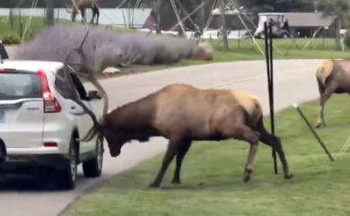 Colorado, un cervo carica un’auto a tutta velocità e sfonda il finestrino – VIDEO