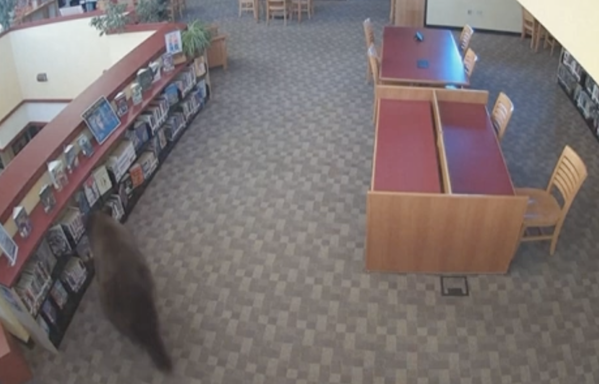 California, un orso entra in biblioteca e passeggia indisturbato tra gli scaffali – VIDEO California, un orso entra in biblioteca e passeggia indisturbato tra gli scaffali – VIDEO