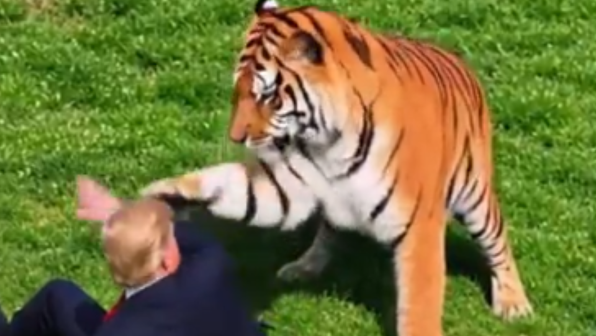 Trump contro la tigre killer, il video fatto con l’IA fa il giro del mondo Trump contro la tigre killer, il video fatto con l’IA fa il giro del mondo